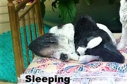 SLEEPING CURLED ... Quality Purebred Dog Figurines by  Nancy Miller Pinke 